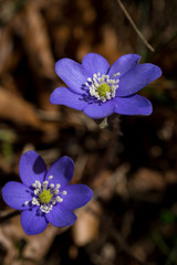 Leberblümchen (Hepatica nobilis) aus der Familie der Hahnenfußgewächse (Ranunculaceae)....