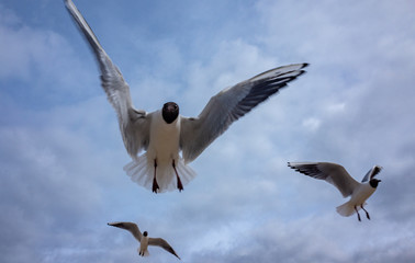 A flock of blue-and-white gulls with black heads against a cloudy sky.