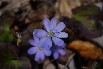 Leberblümchen (Hepatica nobilis) aus der Familie der Hahnenfußgewächse (Ranunculaceae)....