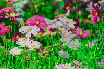 Beautiful pink-purple cosmos in flowers. With a blurred background.