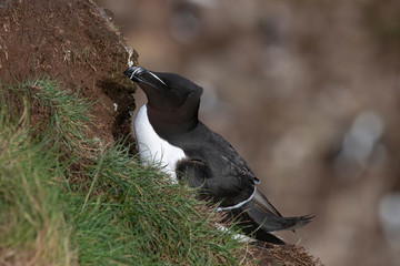 Razorbill (Alca torda) adult standing on rock of coastal cliff Scotland