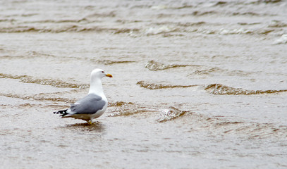 A seagull on the sandy shore of the Baltic Sea in cloudy weather.
