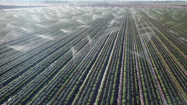 Aerial view of active irrigation sprinklers in broccoli field in early morning &ndash; Yuma Arizona