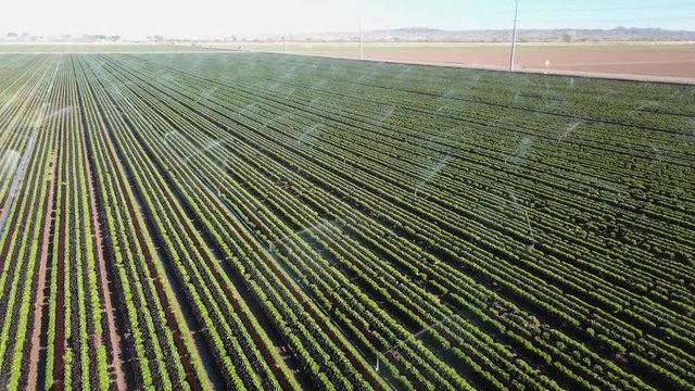 Aerial view of active irrigation sprinklers in broccoli field – Yuma Arizona