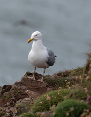Side view of European herring gull (Larus argentatus).