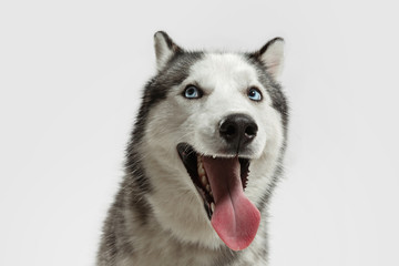 Crazy happy. Husky companion dog is posing. Cute playful white grey doggy or pet playing on white studio background. Concept of motion, action, movement, pets love. Looks happy, delighted, funny.
