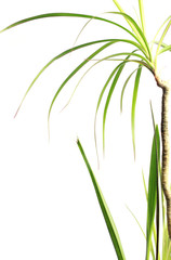 bamboo isolated on white background