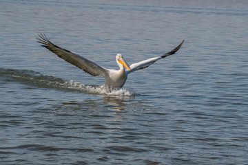 Dalmatian pelican (Pelecanus crispus) Wildlife in natural habitat