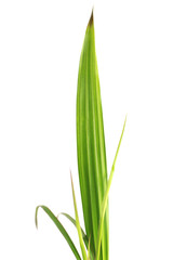 grass isolated on white background