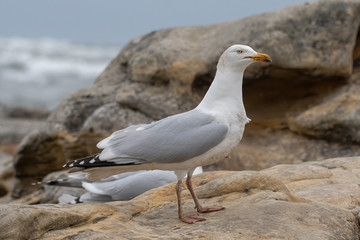 Side view of European herring gull (Larus argentatus).