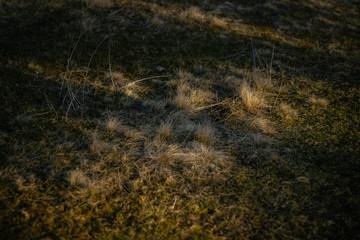 green grassy lawn in the glare of the sun
