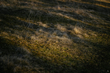 green grassy lawn in the glare of the sun