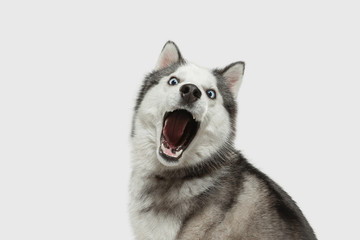Crazy happy. Husky companion dog is posing. Cute playful white grey doggy or pet playing on white...