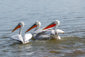 Dalmatian pelican (Pelecanus crispus) Wildlife in natural habitat