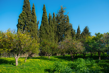 Fototapeta na wymiar Orange orchard in Greece. Beautiful sunny day on citrus plantation. Blooming meadow.