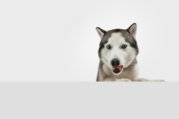 Surprised, pleasured. Husky companion dog is posing. Cute playful white grey doggy or pet playing on white studio background. Concept of motion, action, movement, pets love. Looks happy, funny.