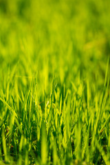 Green Grass Background