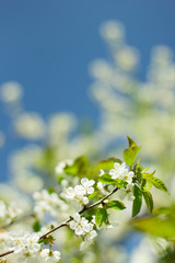 Beautiful blooming cherry blossoms close up.