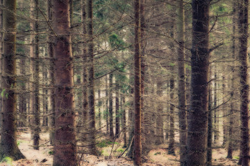 Forest in fall colors