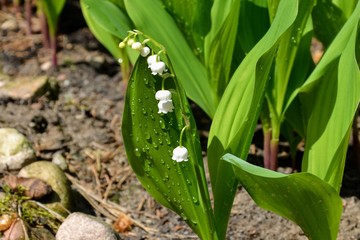 Fototapeta premium Blooming lily of the valley - Convallaria majalis flowers in the spring garden. Drops of dew on the Convallaria majalis leaves