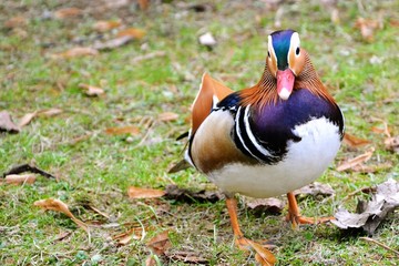 Colorful mandarin duck (Aix galericulata) standing on the grass.