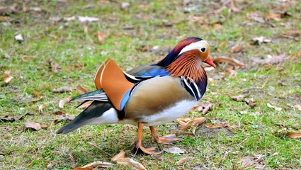 Colorful mandarin duck (Aix galericulata) walking on the grass. Panoramic view