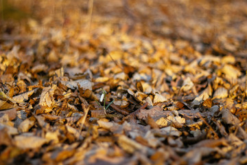 background of spring snowdrops flowers between dry leaves in the forest