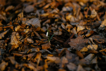 background of spring snowdrops flowers between dry leaves in the forest