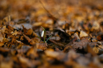 background of spring snowdrops flowers between dry leaves in the forest