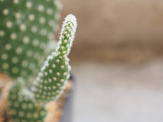Cactus of branch on pot in garden. Selective focus, Close up.