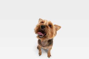 Interested. Yorkshire terrier dog is posing. Cute playful brown black doggy or pet playing on white studio background. Concept of motion, action, movement, pets love. Looks happy, delighted, funny.