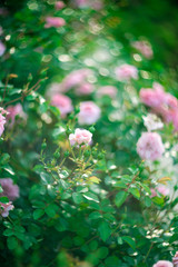 Fototapeta premium Beautiful Roses on natural background