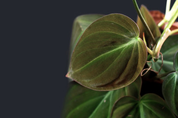 Leaf close up of 'Philodendron Hederaceum Micans' house plant with heart shaped leaves with velvet...