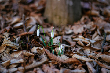 background of spring snowdrops flowers between dry leaves in the forest