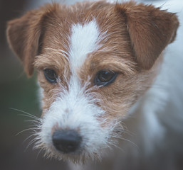 Dog Jack Russell terrier posing for photo.