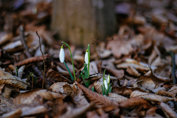 background of spring snowdrops flowers between dry leaves in the forest