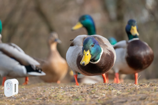 beautiful duck with a green head among other ducks looks at the action camera close up