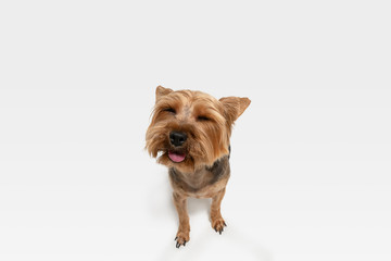 Pleasured, delightful. Yorkshire terrier dog is posing. Cute playful brown black doggy or pet playing on white studio background. Concept of motion, action, movement, pets love. Looks delighted, funny