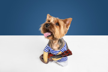 Guitarist, musician. Yorkshire terrier dog is posing. Cute playful brown black doggy or pet playing on blue studio background. Concept of motion, action, movement, pets love. Looks delighted, funny.
