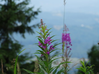 purple flower in the forest
