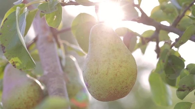 Hand of man picking a ripe pear from tree. Farmer harvesting