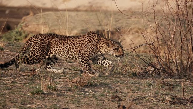 Spectacular wild leopard stalking in super slow motion 4k
