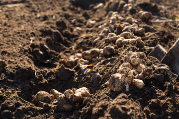 digging up jerusalem artichokes
