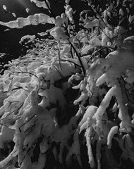 Winter tree black and white