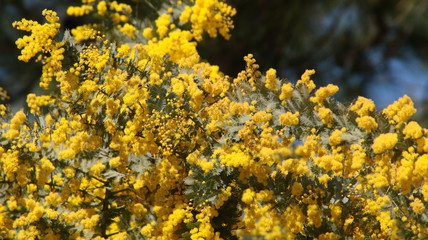 Fototapeta premium 淡路島20200224