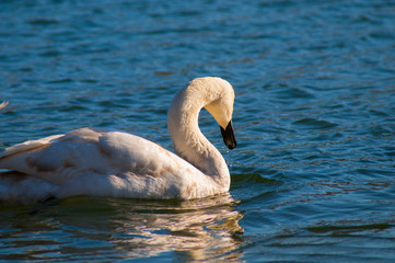 portrait of beautiful white swans on big lake with beautiful sky