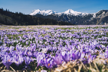 Spring nature in Slovenia, Europe.