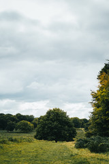 Paisaje con &aacute;rboles