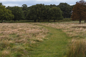 Sendero hacia &aacute;rboles
