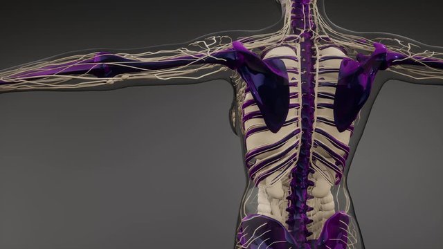 medical science illustration of human skeleton bones